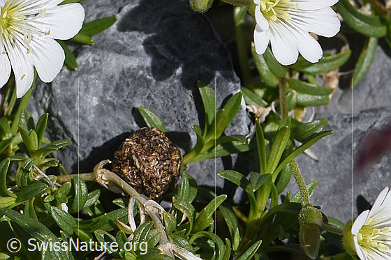Foto: Zwischen den Blüten liegt ein Kotkügelchen (Losung) eines Schneehases (Lepus timidus) am Boden.