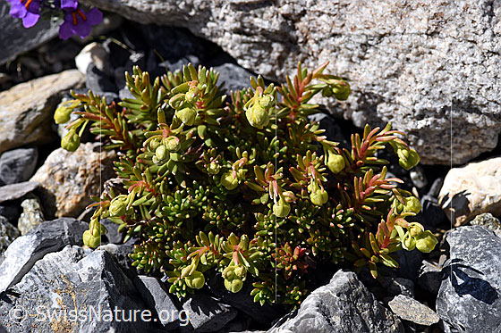 Foto: Bewimperter Steinbrech (Saxifraga aizoides). Ganze Pflanze mit Knospen.