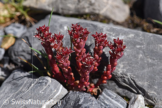 Foto: Dunkler Mauerpfeffer (Sedum atratum). Ganze Pflanze.