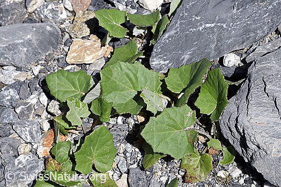Foto: Huflattich (Tussilago farfara). Blätter.