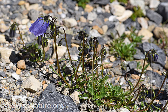 Foto: Niedliche Glockenblume (Campanula cochleariifolia), Ganze Pflanze.