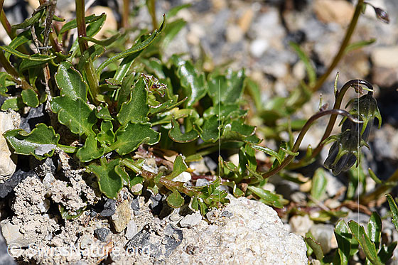 Foto: Niedliche Glockenblume (Campanula cochleariifolia). Grundständige Blätter.