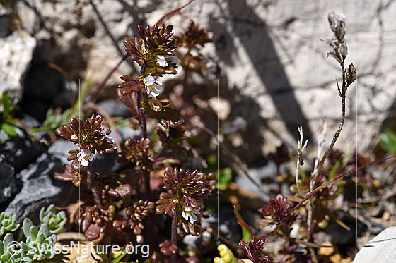 Photo: Euphrasia minima. Whole plant.