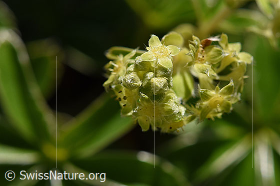 Glänzender Silbermantel (Alchemilla nitida)
