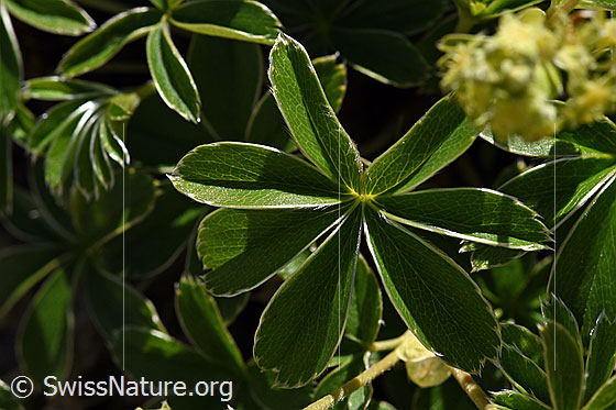 Foto: Glänzender Silbermantel (Alchemilla nitida). Blätter.