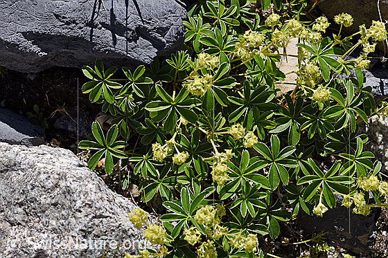 Foto: Glänzender Silbermantel (Alchemilla nitida). Ganze Pflanze.