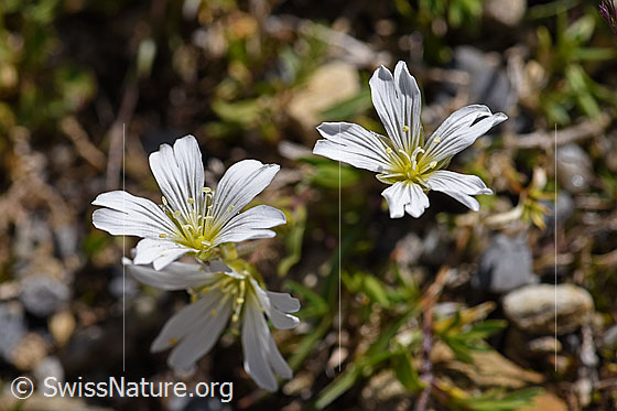 Langstieliges Hornkraut (Cerastium pedunculatum)