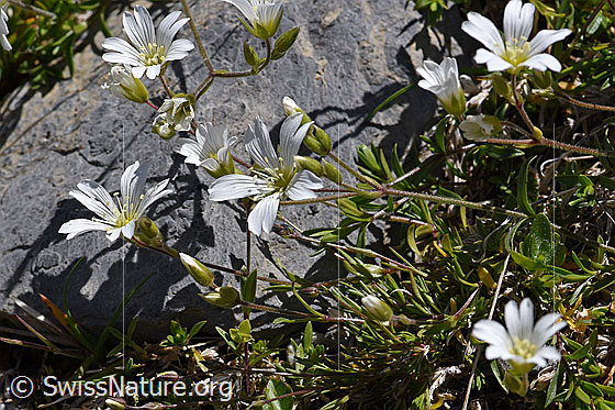 Photo: Probably Cerastium pedunculatum. Whole plant.