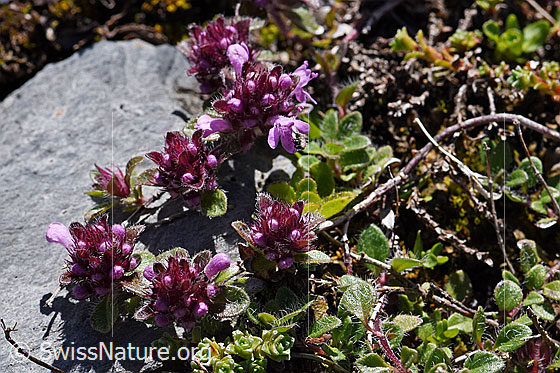 Foto: Vielhaariger Thymian (Thymus polytrichus). Verholztes Ästchen. Blüten geöffnet.