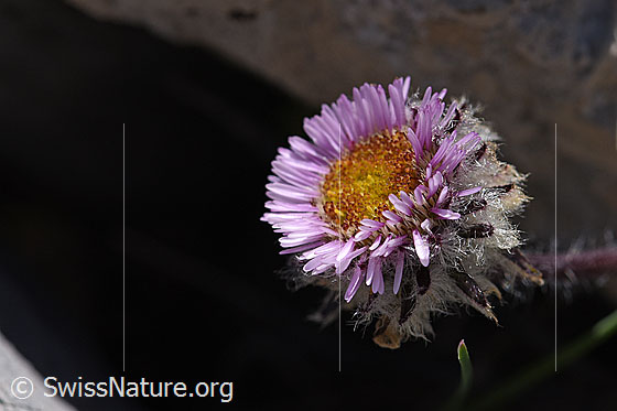 Foto: Einköpfiges Berufkraut (Erigeron uniflorus). Blüte und Hüllblätter. Die wollige Behaarung des Blütenstandes ist gut zu sehen.