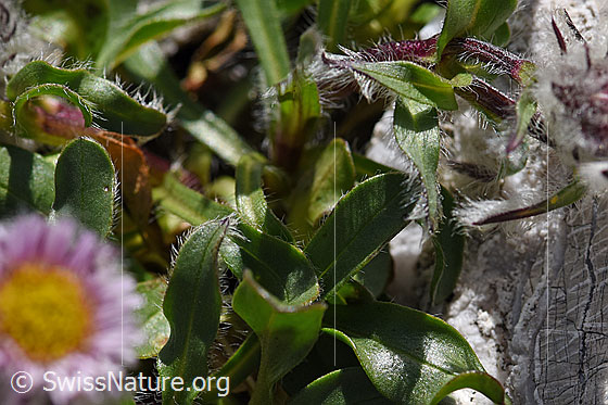 Foto: Einköpfiges Berufkraut (Erigeron uniflorus). Blätter und Stängel.