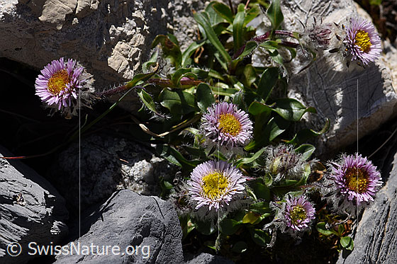 Foto: Einköpfiges Berufkraut (Erigeron uniflorus). Ganze Pflanze.
