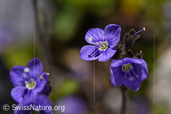 Blattloser Ehrenpreis (Veronica aphylla)
