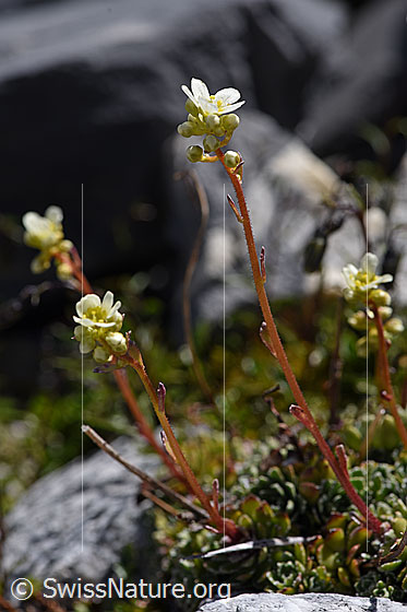 Foto: Trauben-Steinbrech (Saxifraga paniculata). Ganze Pflanze.