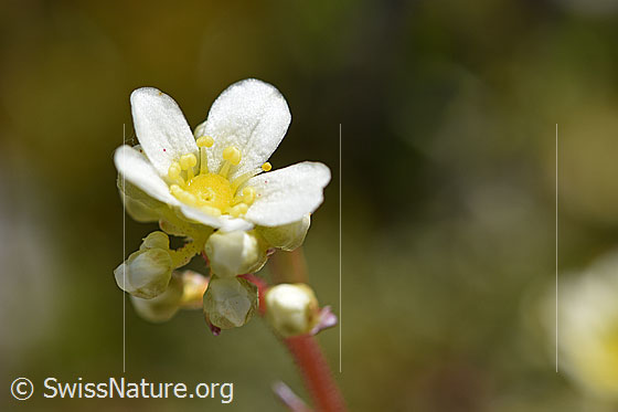 Foto: Trauben-Steinbrech (Saxifraga paniculata). Blüte und Knospen.