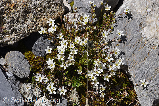Foto: Frühlings-Miere (Minuartia verna). Ganze Pflanze.