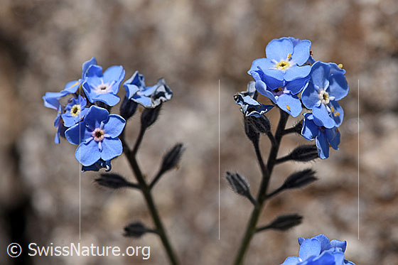 Foto: Alpen-Vergissmeinnicht (Myosotis alpestris). Blüten und Kelche.