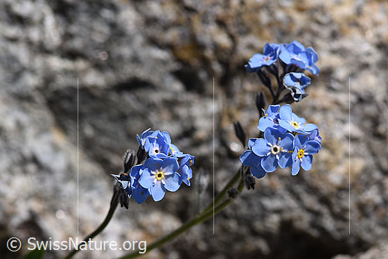 Foto: Alpen-Vergissmeinnicht (Myosotis alpestris). Ganze Pflanze.