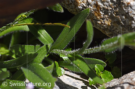 Foto: Alpen-Vergissmeinnicht (Myosotis alpestris). Stängel und Blätter.