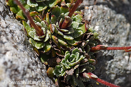 Foto: Trauben-Steinbrech (Saxifraga paniculata). Blattrosetten.