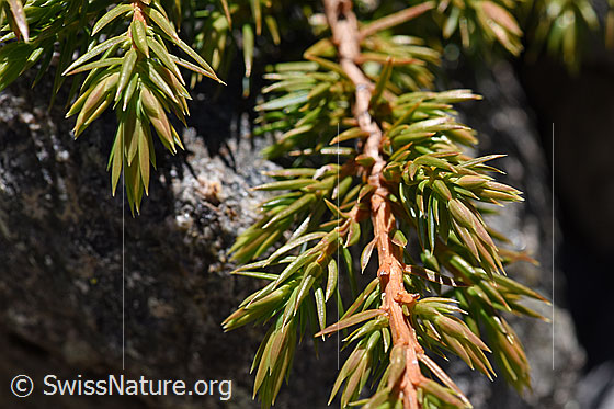 Foto: Alpen-Wacholder (Juniperus communis var. saxatilis), auch Zwerg-Wacholder genannt. Ästchen und Nadeln.