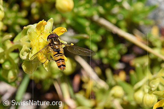 Foto: Hainschwebfliege (Episyrphus balteatus), auch Gemeine Winterschwebfliege oder Hain-Schwebfliege genannt, auf bewimpertem Steinbrech (Saxifraga aizoides). Ansicht von oben, Flügel geöffnet. Männchen.