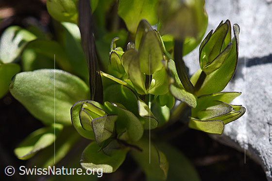 Foto: Wahrscheinlich Zarter Enzian (Gentiana tenella). Blätter und Stängel.