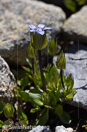 Foto: Wahrscheinlich Zarter Enzian (Gentiana tenella). Ganze Pflanze (Habitus). Hier ein Exemplar mit fünf Blütenblättern. Normalerweise sind es nur vier Blütenblätter.