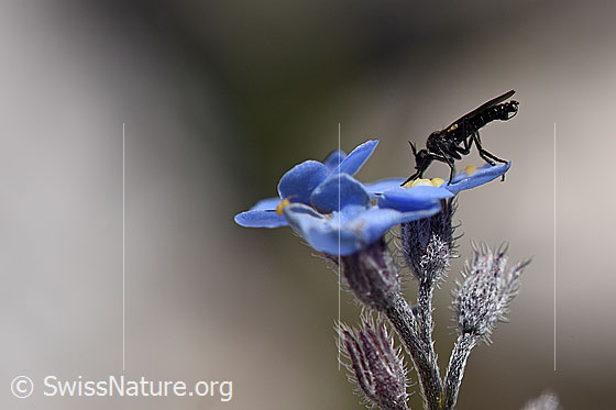 Foto: Elegante, kleine Fliege auf Blüte. Die Blüte hat einen Durchmesser von max. 9mm.
Wahrscheinlich: Rhamphomyia lamellata aus der Familie der Tanzfliegen.