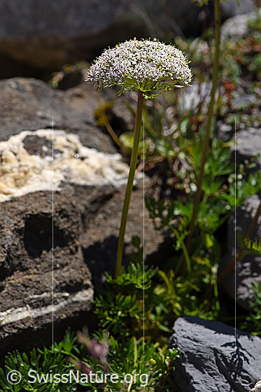 Photo: Ligusticum mutellinoides. Whole plant (habiti).