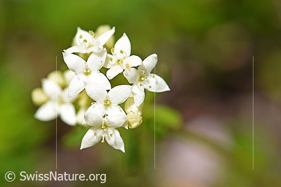 Ungleichblättriges Labkraut (Galium anisophyllon)