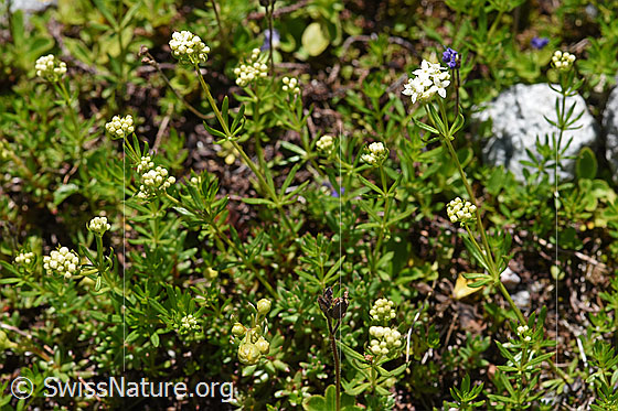 Foto: Ungleichblättriges Labkraut (Galium anisophyllon). Ganze Pflanze (Habitus).