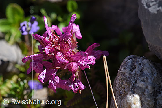 Foto: Quirblättriges Läusekraut (Pedicularis verticillata). Blüten.