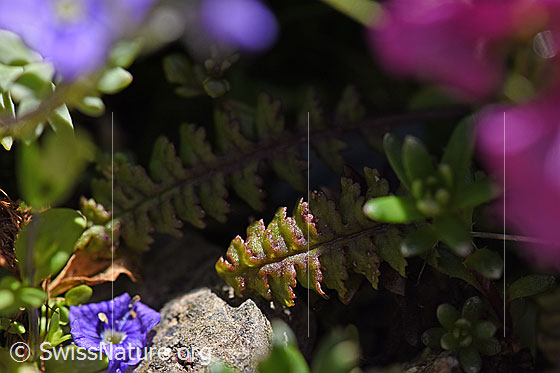 Foto: Quirblättriges Läusekraut (Pedicularis verticillata). Blätter.