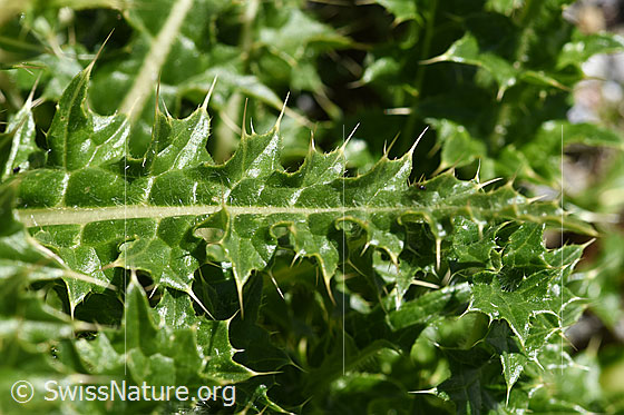 Foto: Alpen-Kratzdistel (Cirsium spinosissimum). Blätter.