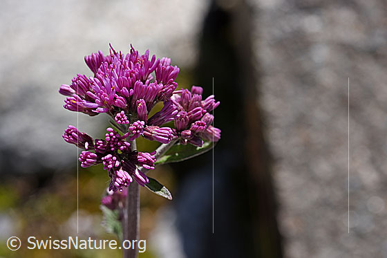 Filziger Alpendost (Adenostyles leucophylla)