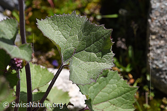 Photo: Adenostyles leucophylla. Leaves.