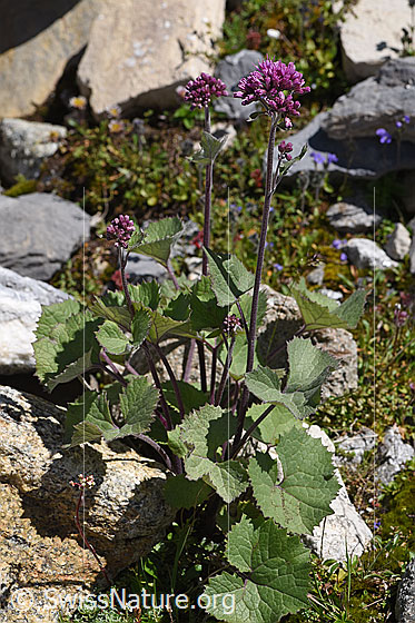 Photo: Adenostyles leucophylla. Whole plant (habiti).