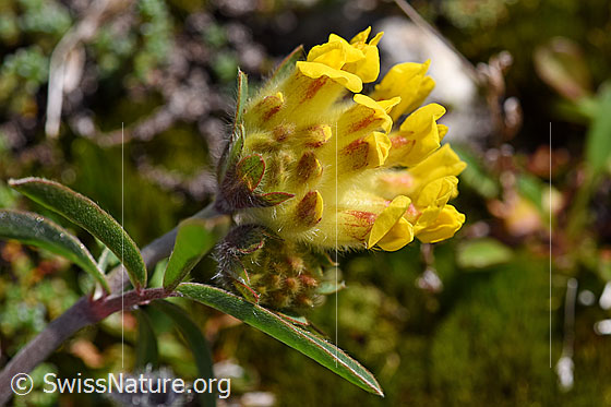 Alpen-Wundklee (Anthyllis vulneraria ssp. alpestris)