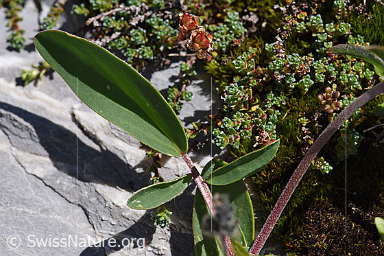 Foto: Alpen-Wundklee (Anthyllis vulneraria ssp. alpestris). Blätter.