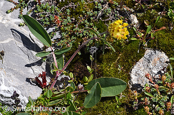 Foto: Alpen-Wundklee (Anthyllis vulneraria ssp. alpestris). Ganze Pflanze (Habitus).
