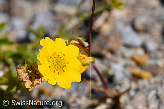 Foto: Gold-Fingerkraut (Potentilla aurea). Blüte.