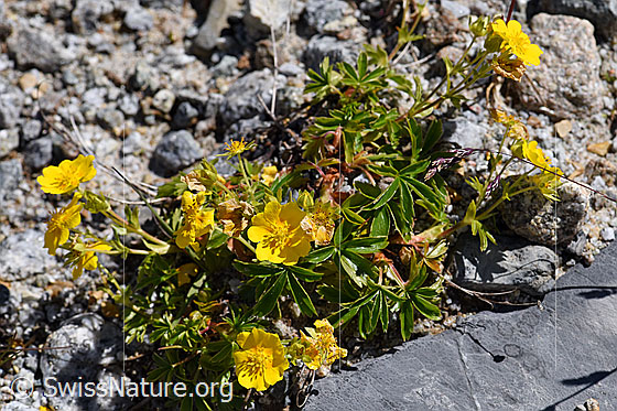 Foto: Gold-Fingerkraut (Potentilla aurea). Ganze Pflanze.