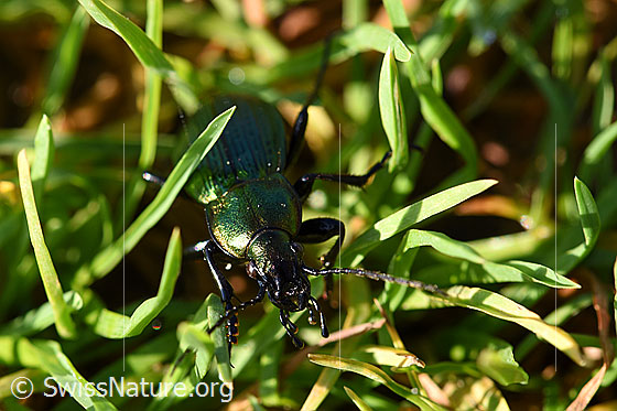 Feingestreifter Laufkäfer (Carabus monilis)