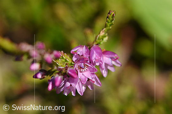 Foto: Besenheide (Calluna vulgaris). Blüten.