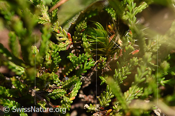 Foto: Besenheide (Calluna vulgaris). Blätter.