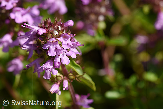 Arznei-Thymian (Thymus pulegioides)