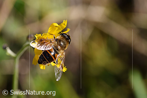 Photo: Eristalis tenax. Female.