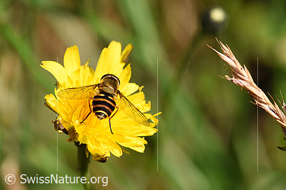 Foto: Grosse Schwebfliege (Syrphus ribesii) auf gelber Blüte. Länge 9 - 13mm.