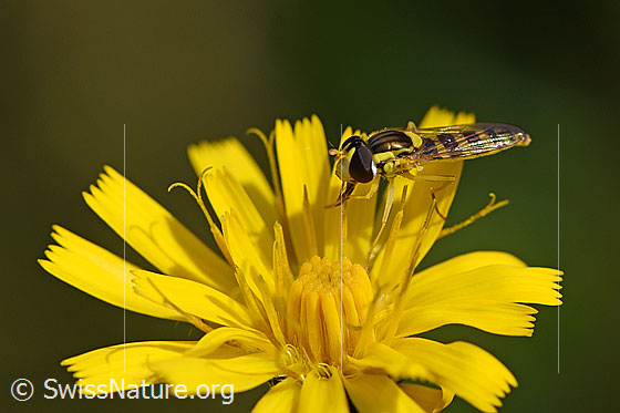 Foto: Gewöhnliche Langbauchschwebfliege (Sphaerophoria scripta) auf Blüte.
Wird auch Gemeine Langbauchschwebfliege oder Gemeine Stiftschwebfliege genannt. Ansicht von schräg vorne.
Körperlänge: 9-12mm